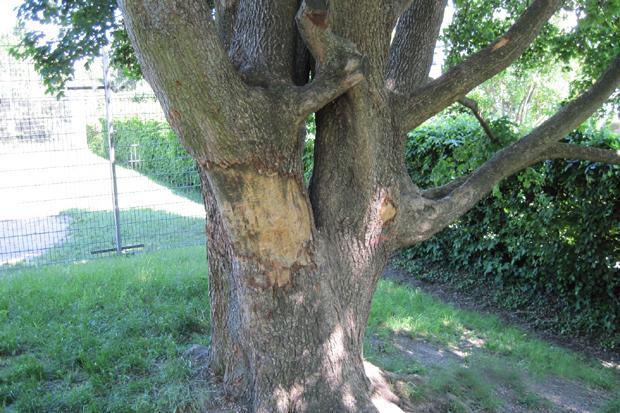 Beschädigter Baum in Neuwirtshaus. Foto: Stadt Stuttgart